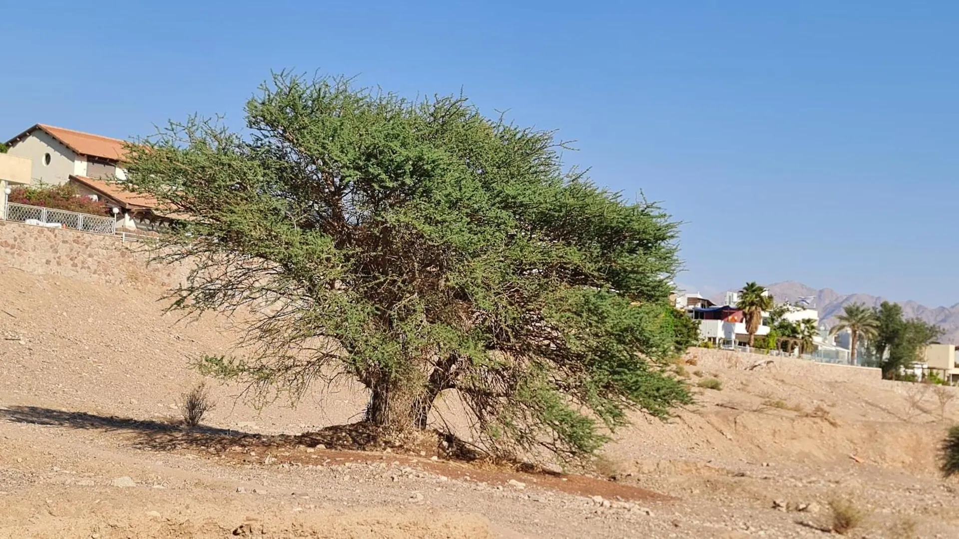 דירות אילת המשפחתית המפנקת של רחל