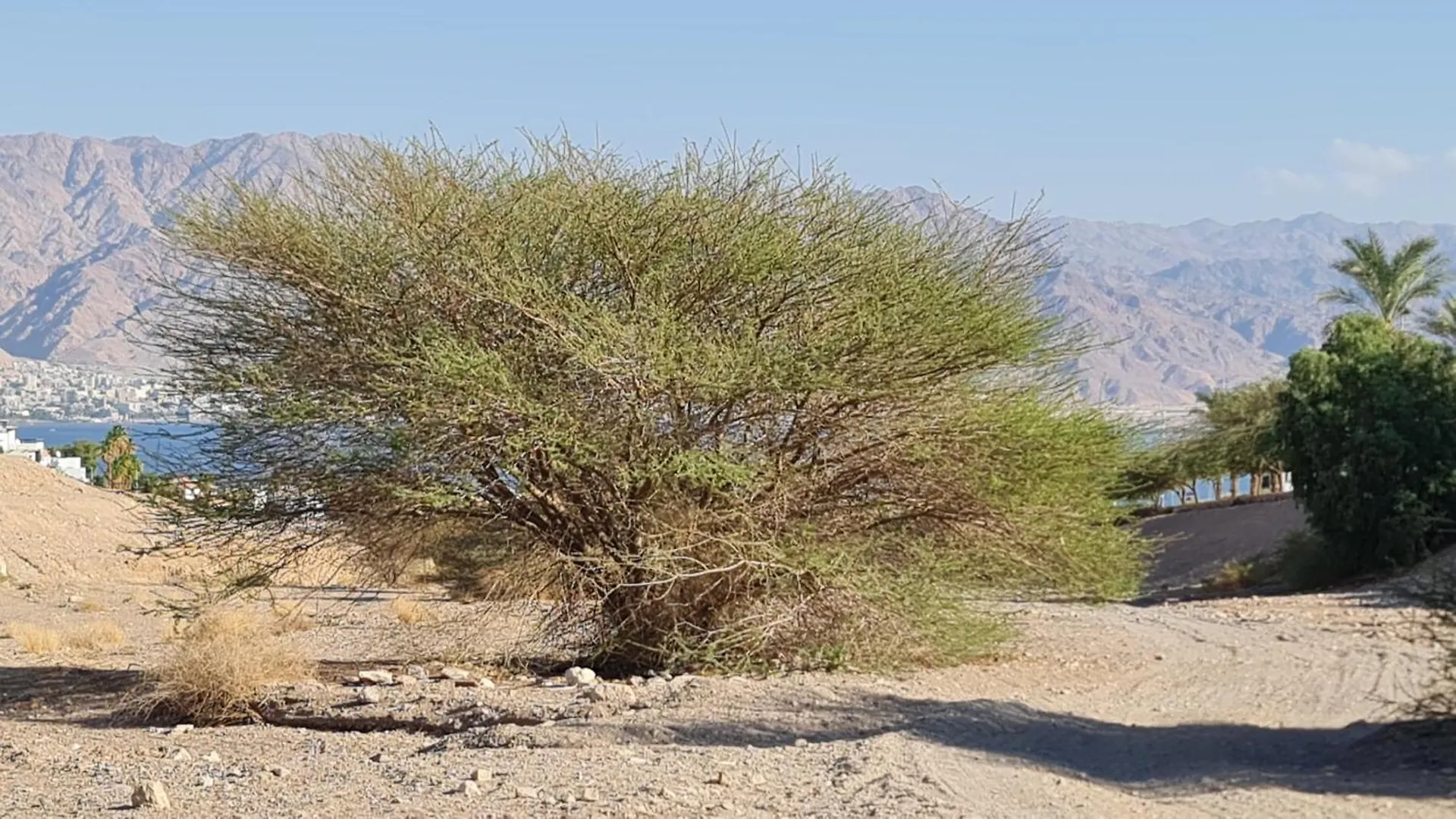 דירות אילת המשפחתית המפנקת של רחל ישראל
